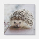 Suche nach igel magnete Süß