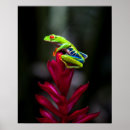 Suche nach roter mit augen baumfrosch poster Regenwald