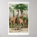 Suche nach vintage giraffen poster Tiere