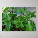 Suche nach kräuter poster Jede person