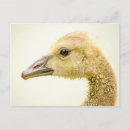 Suche nach kanadische gänse postkarten Wasservögel