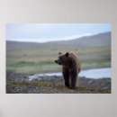 Suche nach braunbären poster Alaska