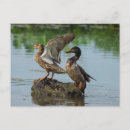 Suche nach babyenten postkarten Natur