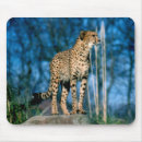 Suche nach gepunktete katze mousepads Säugetier