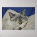 Suche nach pelz poster Lustig