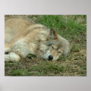 Suche nach fleischfresser poster Wolf