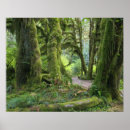 Suche nach olympischer nationalpark poster Baum