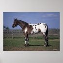 Suche nach appaloosa poster Reiter