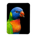 Suche nach parot Vögel