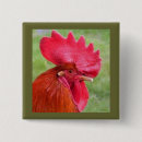 Suche nach roter hahn buttons Huhn