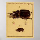 Suche nach beetle poster Insekten