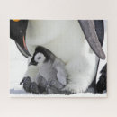 Suche nach baby pinguin puzzle Antarktis