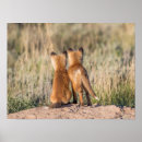 Suche nach füchse poster Tierfotografie