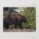 Suche nach grizzly postkarten Tiere