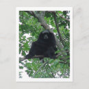 Suche nach gibbon postkarten Tiere