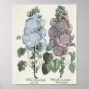 Suche nach hollyhock poster Illustration
