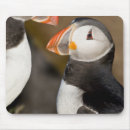 Suche nach atlantisch mousepads Puffin