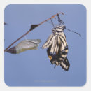 Suche nach metamorphose aufkleber Natur