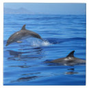 Suche nach dolphin fliesen Blau