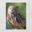 Suche nach gepunktete eule postkarten Für alle