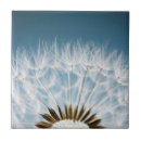 Suche nach löwenzahn fliesen Samen