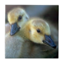 Suche nach kanadisch fliesen Gänse