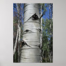 Suche nach aspen poster Nature