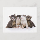 Suche nach japanische katze postkarten Katzenliebhaber