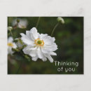 Suche nach anemonen postkarten Blumenreich