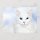Suche nach angora postkarten Kitty