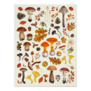 Suche nach weißer pilz poster Wald