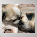 Suche nach shih tzu hunde poster Liebe