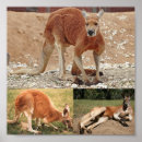 Suche nach känguru poster Rot