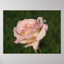 Suche nach jardin poster Rose