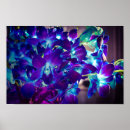 Suche nach blaue orchideen poster Lila