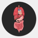 Suche nach anatomie aufkleber Diagramm