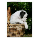 Suche nach 6 wochen postkarten Welpe