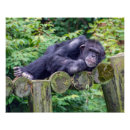 Suche nach schimpanse poster Jede person