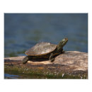 Suche nach lebendes wasser poster Schildkröte