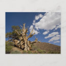 Suche nach bristlecone kiefer Stärke