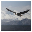 Suche nach adler fliesen Tierwelt