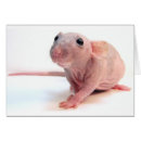 Suche nach dumbo ratte postkarten Ratten