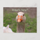 Suche nach goose postkarten Hupen