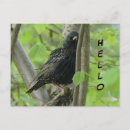 Suche nach starling postkarten Naturfotografie