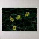 Suche nach indigen poster Blume