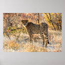 Suche nach big cat poster Wild