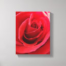 Suche nach rote rose leinwandbilder Fotografie