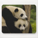 Suche nach großer panda mousepads Ailuropoda melanoleuca