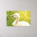 Suche nach küken leinwandbilder Vogelvogel