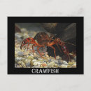 Suche nach crawfish postkarten Louisiana